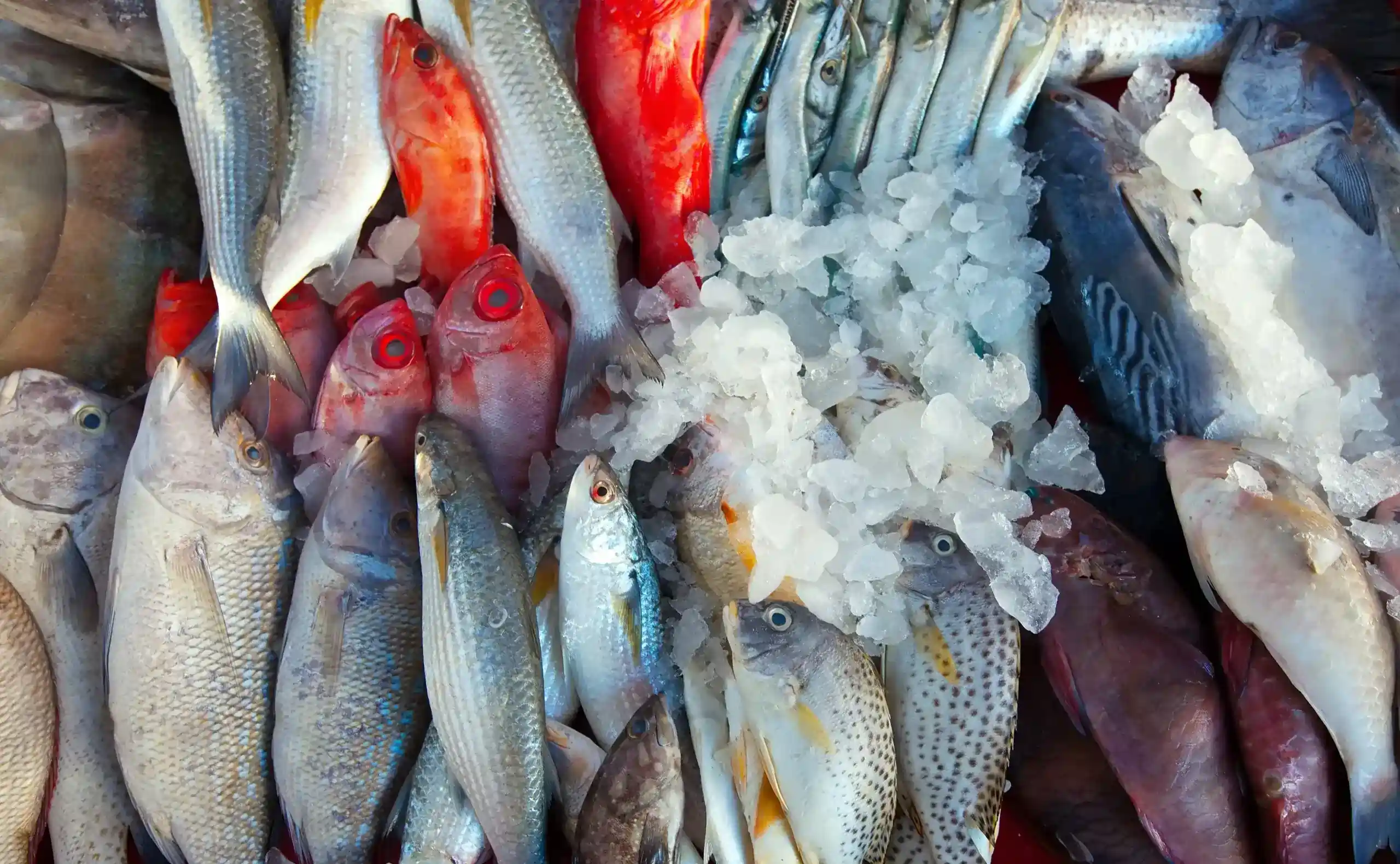 Salt Water Fish