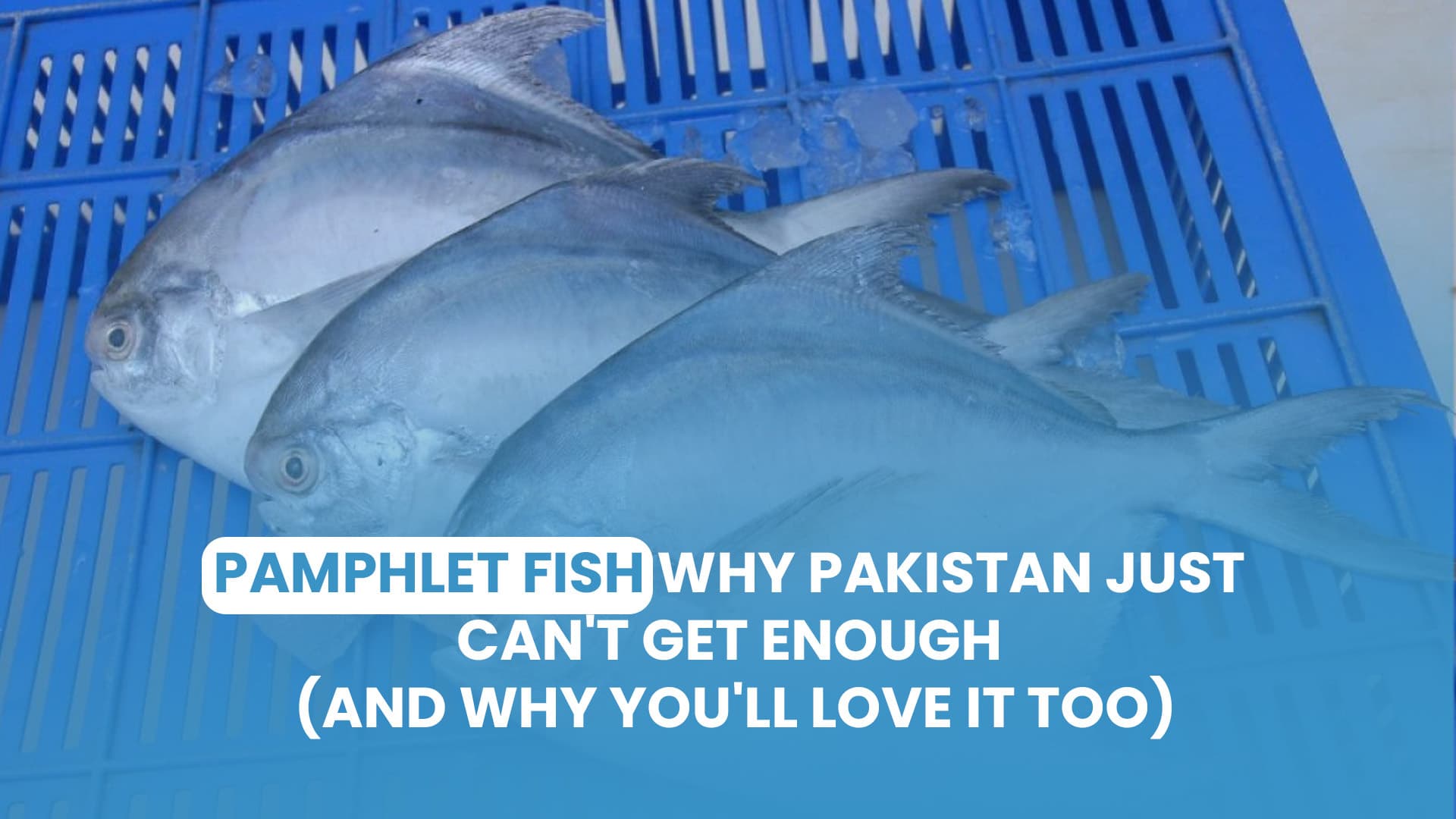 Pamphlet Fish – Why Pakistan Just Can’t Get Enough (And Why You’ll Love It Too)