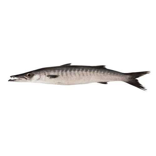 Black Barracuda (Kala kund) Fish