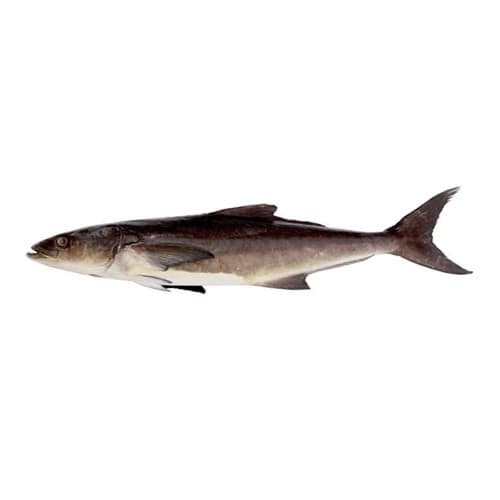 Cobia (Sangra) Fish — image 1