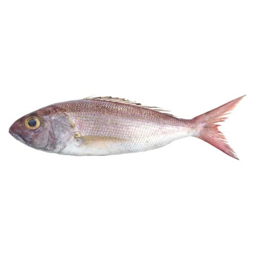 Crimson Jobfish (Khopra Fish)