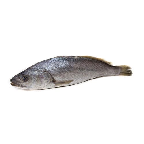 Crocker (Mushka) Fish