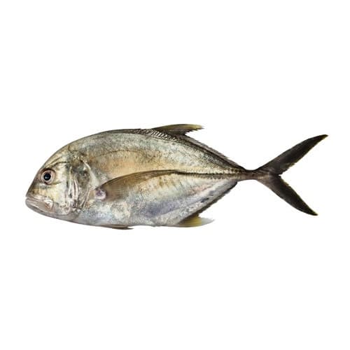 Giant Trevally (Patal) Fish