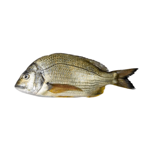 Goldline Bream (Kapartan) Fish