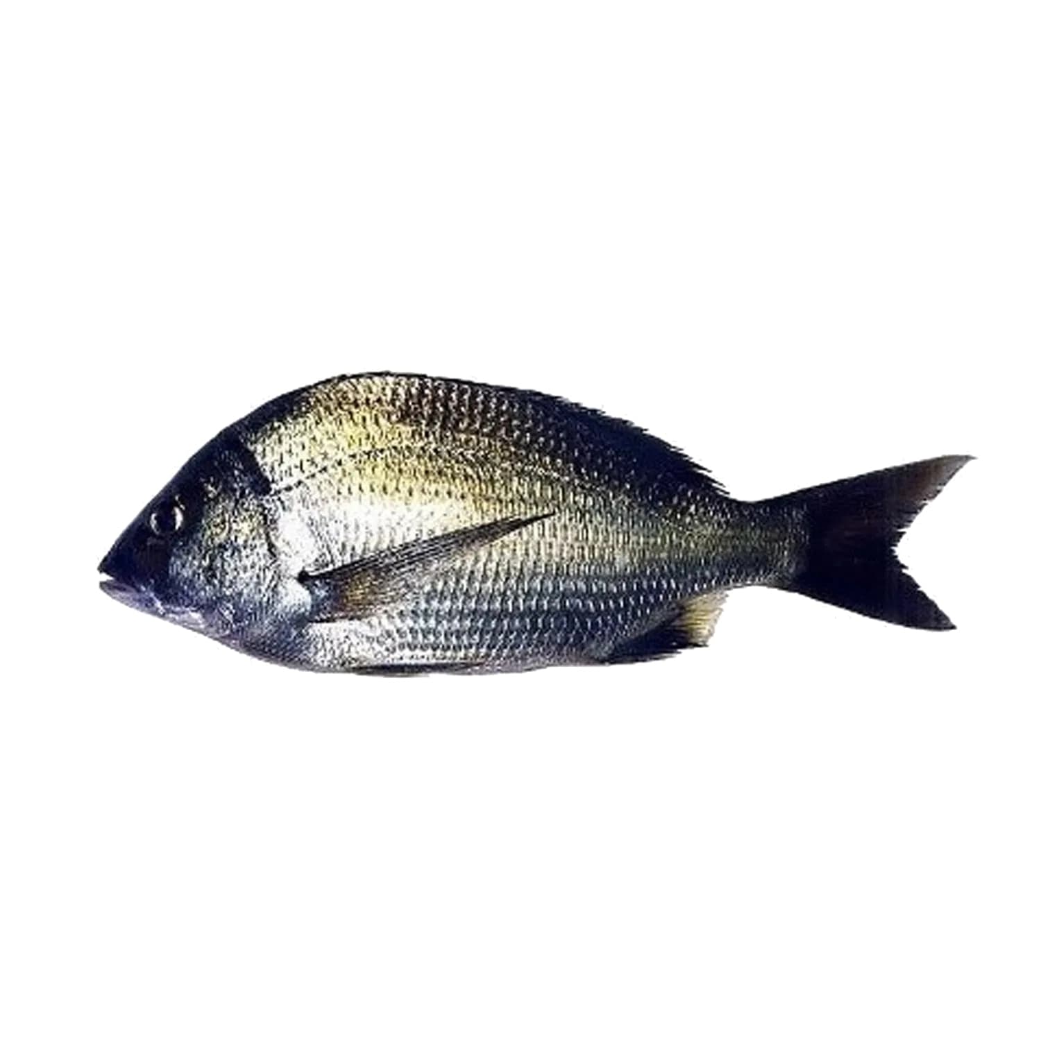 Goldsilk Bream (Kala Dandia) Fish