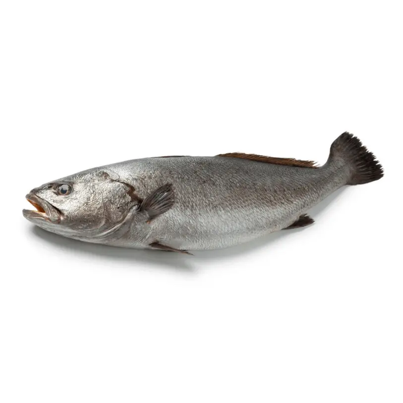 Japanese Meagre (Sua) Fish