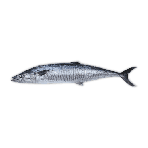 Kingfish - Surmai Fish — image 1