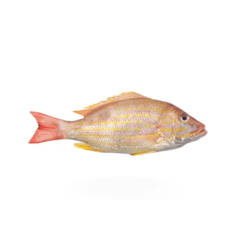 Lane Snapper (Kanulcha) Fish