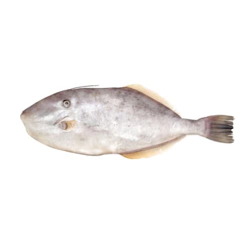 Leather Jacket (Irani Paplet) Fish