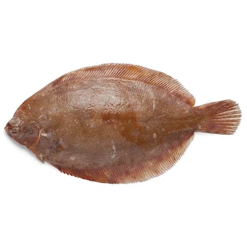 Lemon Sole (Gol Sole) Fish
