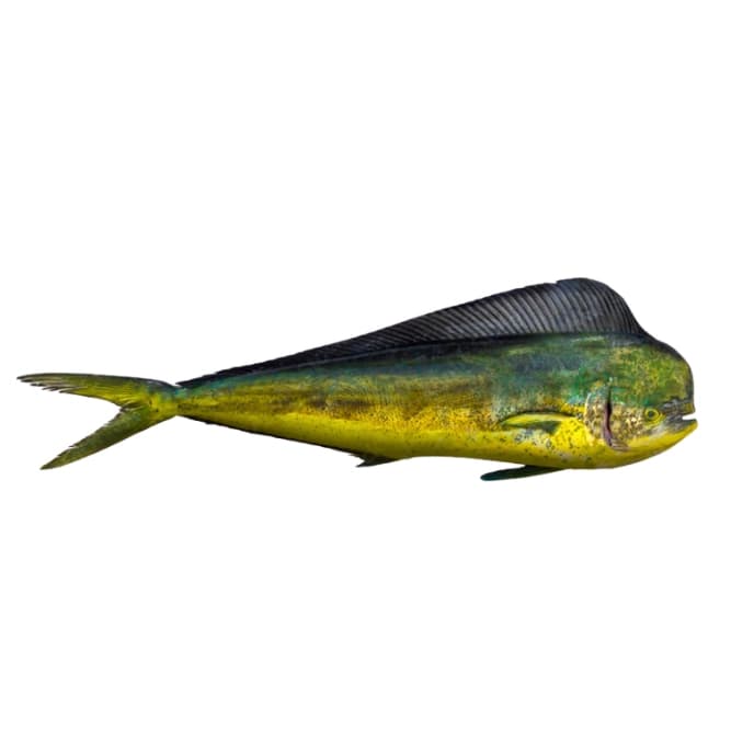 Mahi Mahi Fish (Amloshk)