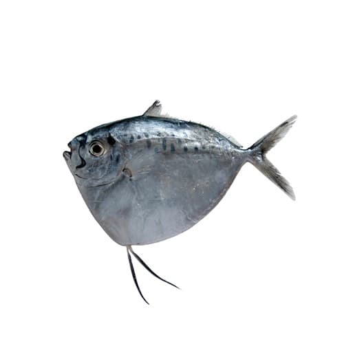 Moonfish (Chandni Fish)