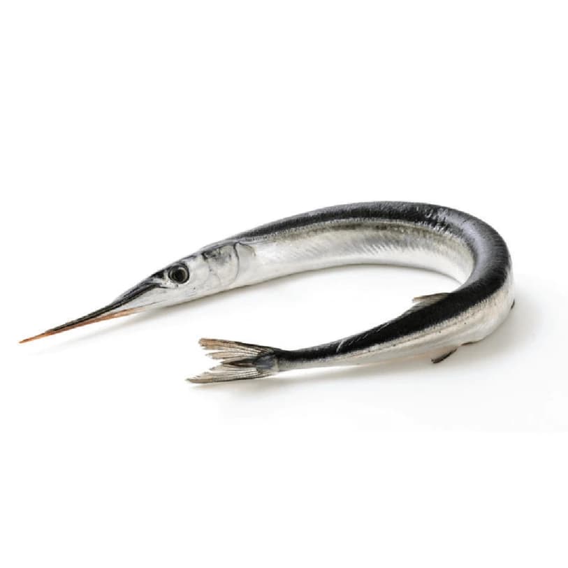 Needlefish (Kanghi Fish)