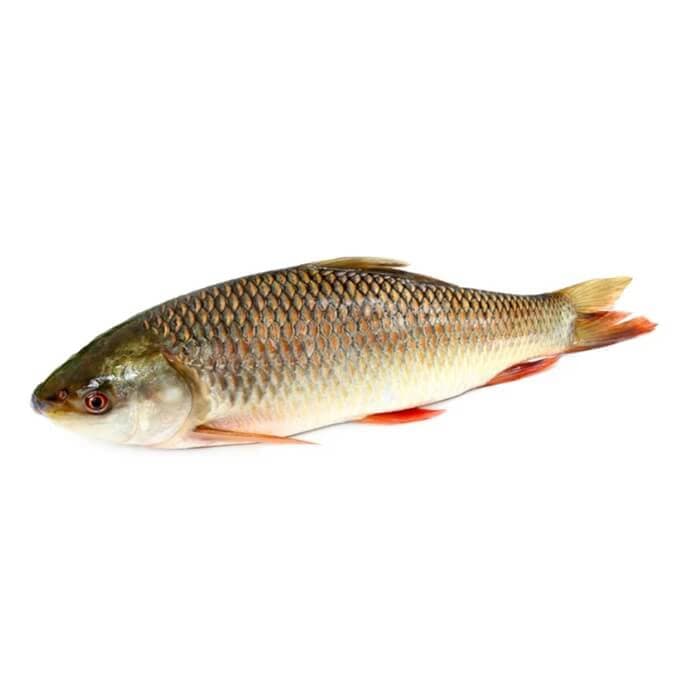 Rahu (Rohu Fish) — image 1