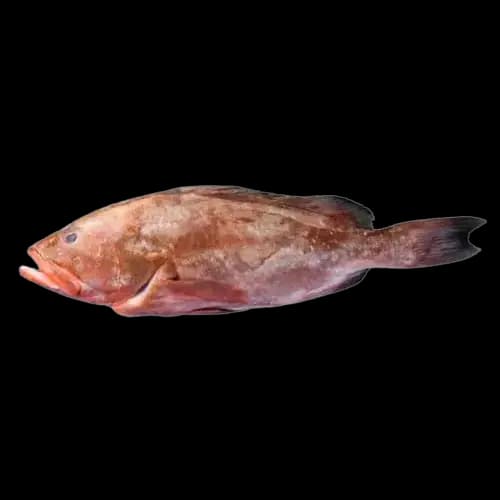 Reef Cod (Daama) Fish — image 1