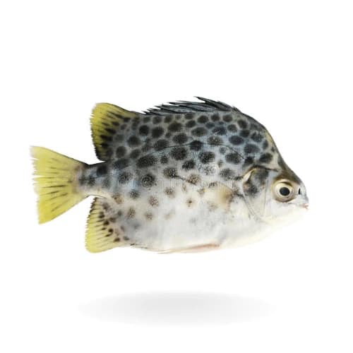 Scat Fish (Kui Fish)