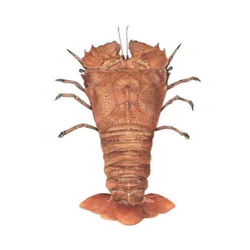 Slipper Lobster
