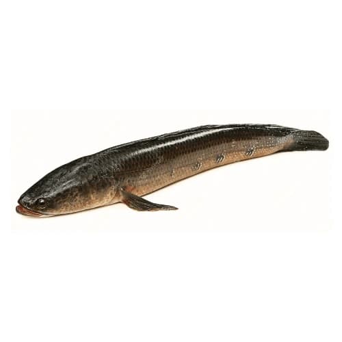 Snakehead Fish (River Sole)