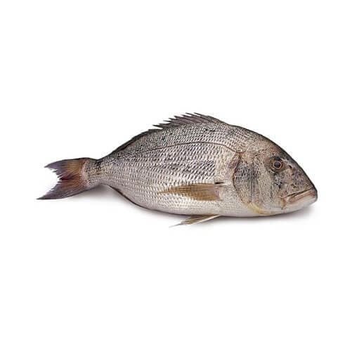 Sparidentex Fish (Dathi)