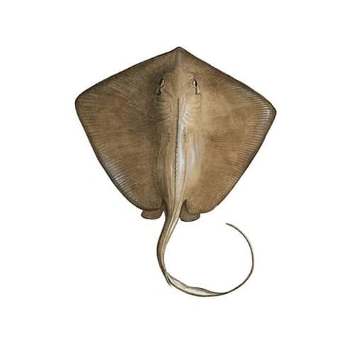 Stingray Fish