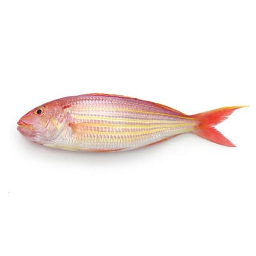 Threadfin Bream Fish (Chakori Fish)