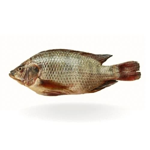 Tilapia (Daiyya Fish) — image 1