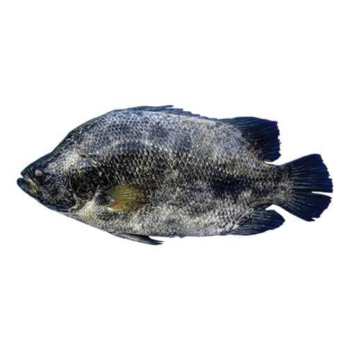 Tripletail Fish (Dai Fish)