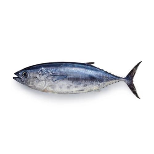 Tuna Fish (Dawan Fish) — image 1