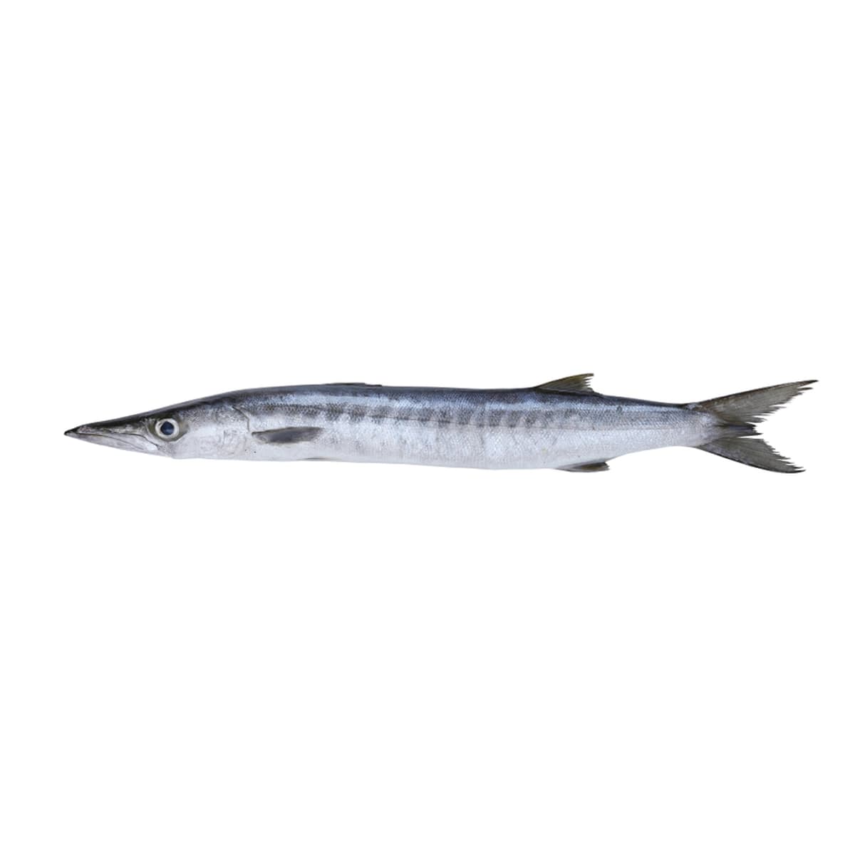 White Barracuda Fish (Safaid Kund Fish)