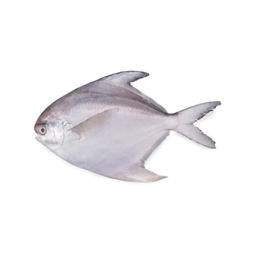 White Pomfret Fish (Safaid Paplet)