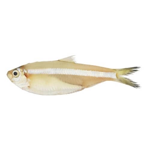 White Sardine Fish (Mittu) — image 1