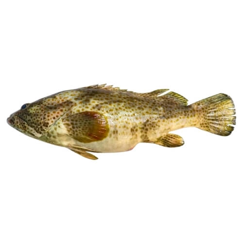 Buy-fresh-Hamour-Gissar-online-in-Pakistan