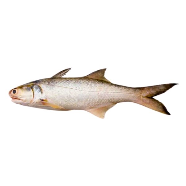 Indian Salmon (Rawans)