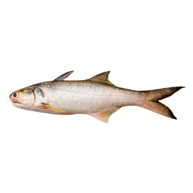 Buy-fresh-Indian-Salmon-Rawans-online-in-Pakistan