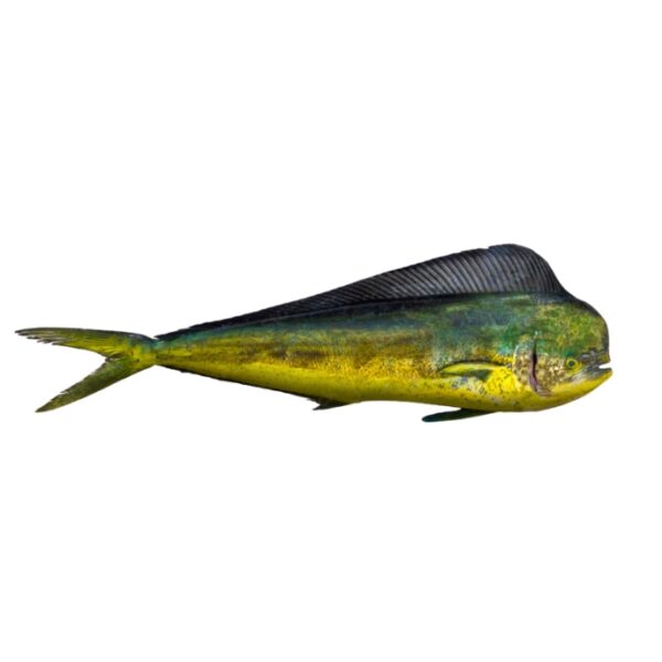 Mahi Mahi (Amloshk)
