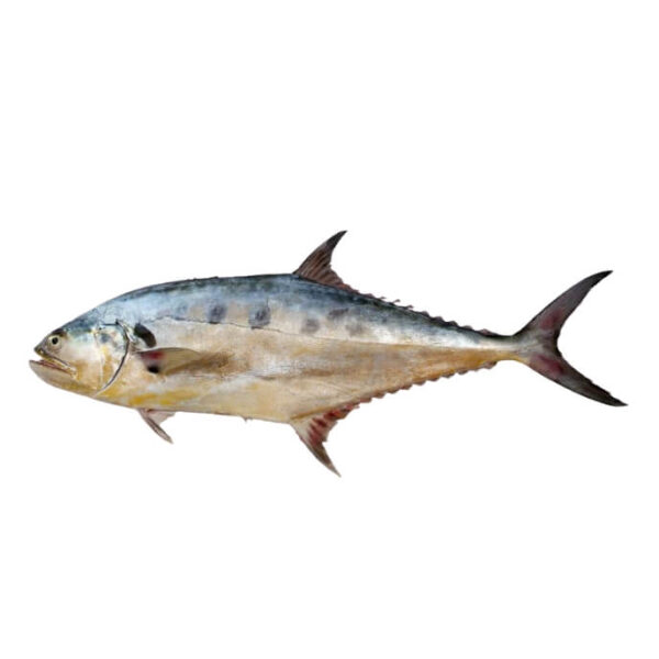 Queenfish (Saram)