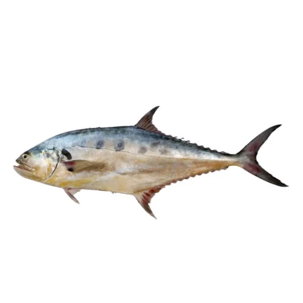 Queenfish (Saram)