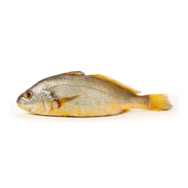 Bengal Corvina (Goli Mushka)