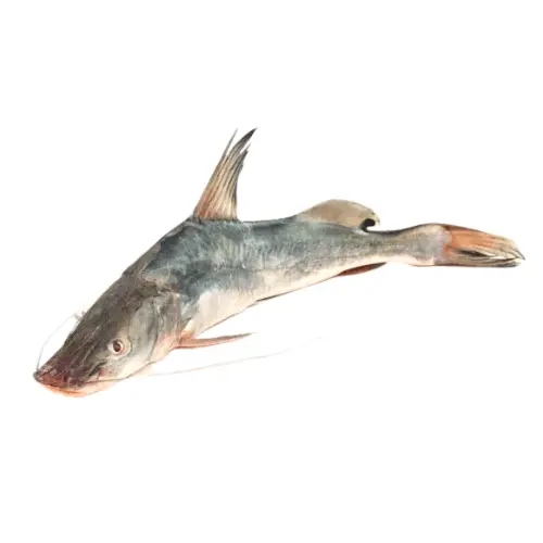 cat fish singhara