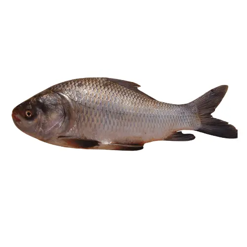 catla catla
