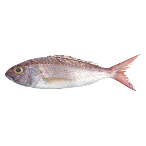 crimson-jobfish-khopra