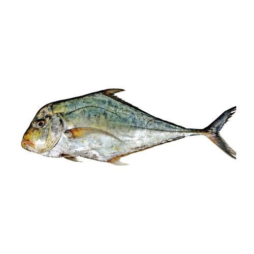 diamond-trevally-pattal
