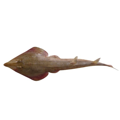 guitarfish-serol