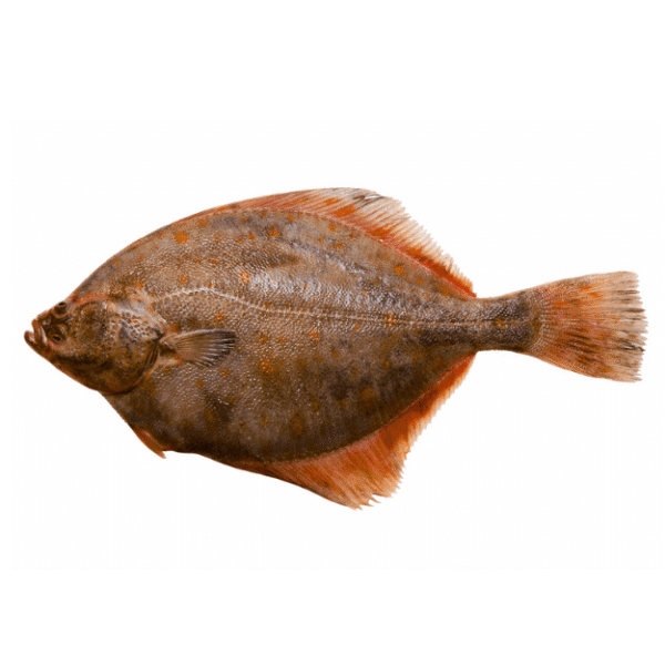 Halibut (Hajjam)