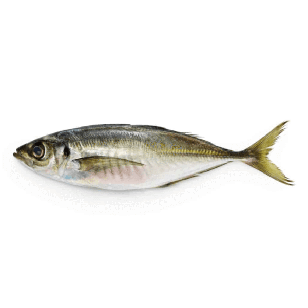 Horse Mackerel (Kawwa)