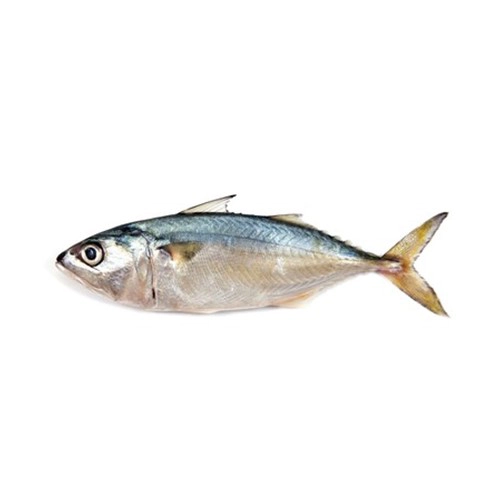 indian-mackerel-bangda