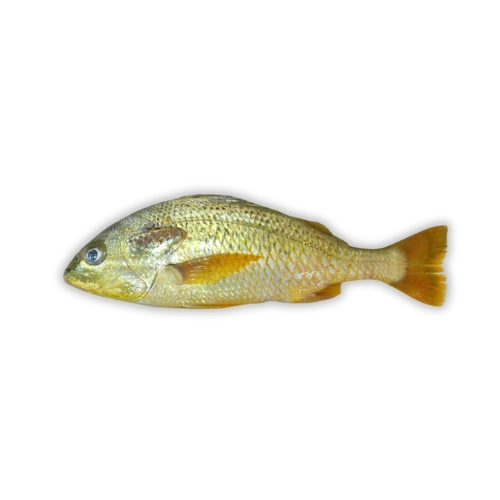 javelin-grunter-dhotar