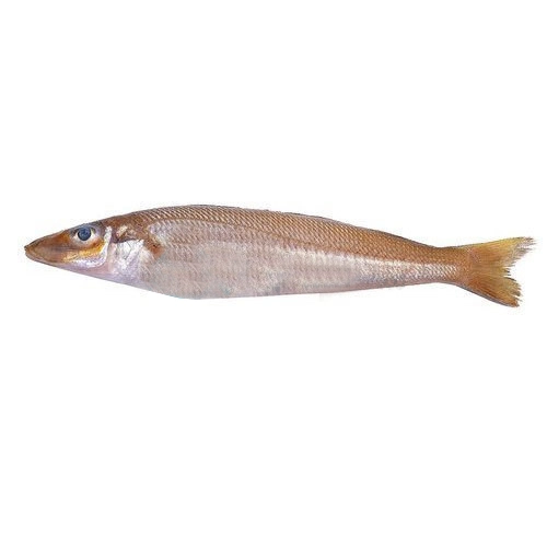 lady-fish-bhambore