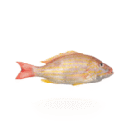 Lane Snapper (Kanulcha)
