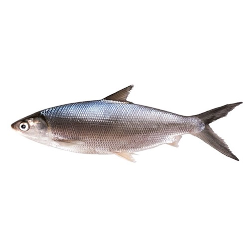 milk-fish-sulemani